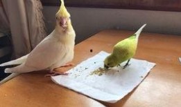 玄凤鹦鹉吃瓜,瓜果乐园探秘