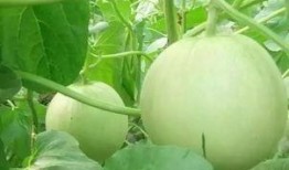 大瓜吃蛋,揭秘美食背后的趣味故事