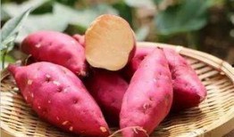 土瓜薯吃黄瓜,夏日清爽美食之旅