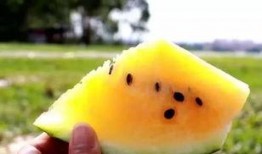 吃黄色瓜违法吗,违法风险需警惕