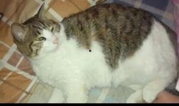 猫咪吃瓜的坏处,猫咪吃瓜的潜在风险与注意事项