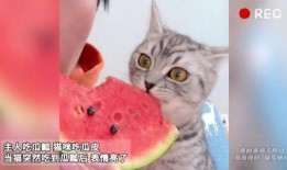 主人吃瓜猫咪吃瓜皮视频,萌宠吃瓜趣味瞬间