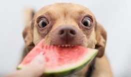 二狗会吃瓜,揭秘娱乐圈背后的秘密