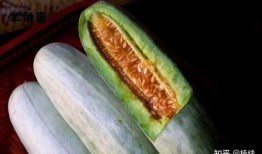 吃羊角瓜蜜瓜长肉吗,美味与增重两不误？