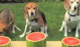 人与狗吃瓜,温馨的和谐共处瞬间