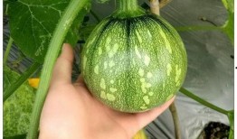 小莫莫吃瓜吗,吃瓜群众的趣味生活