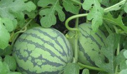 孕妇鸡瓜可以吃吗,鸡瓜是否适宜食用