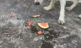带着小狗吃瓜