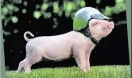 吃瓜猪特效,揭秘网红美食背后的神奇魔力