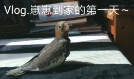 玄凤鹦鹉吃瓜,瓜果乐园探秘