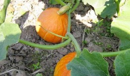 广东沙瓜怎么吃,解锁夏日清新美味