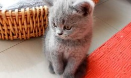 猫可以吃小瓜,揭秘小瓜在猫粮中的神奇魅力