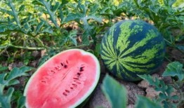 泰州吃瓜后续,揭秘背后真相与网络舆论风暴