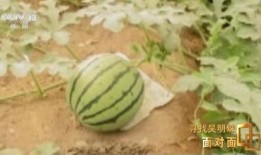 直接吃瓜,揭秘“吃瓜群众”背后的真相与趣味