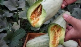 孕妇鸡瓜可以吃吗,鸡瓜是否适宜食用