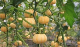 桔子瓜可以吃吗