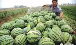 吃瓜卖瓜小说,揭秘吃瓜卖瓜背后的神秘世界