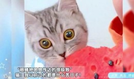 主人吃瓜猫咪吃瓜皮视频,萌宠吃瓜趣味瞬间