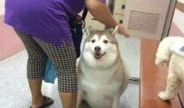 二狗会吃瓜,揭秘娱乐圈背后的秘密