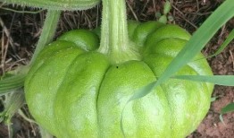 姜柄瓜煮瓜尖可以吃吗,美味与健康的双重享受