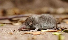 鼠鼠吃瓜降温,夏日清凉新风尚