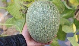 商河县吃瓜,品味夏日甜蜜时光