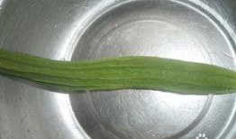 怀孕可以吃棱瓜,棱瓜助力母婴健康