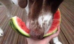 吃瓜汪的视频,吃瓜汪带你揭秘热门视频背后的故事