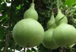 瓜吃葫芦,探寻自然界的奇妙共生