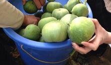 天津公交吃瓜,市民热议的街头现象