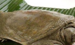 吃瓜不吃鳖,探寻网络流行语的奥秘与内涵