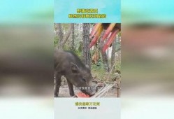 吃瓜猪特效,揭秘网红美食背后的神奇魔力