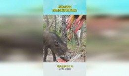 吃瓜猪特效,揭秘网红美食背后的神奇魔力