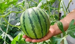 天津武清吃瓜,夏日炎炎，吃瓜群众欢乐多