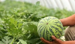 北枫视角吃瓜,揭秘娱乐圈那些鲜为人知的瓜料