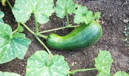 瓠瓜是吊瓜吗怎么吃的呢,瓠瓜吊挂种植技巧与美味食用方法解析